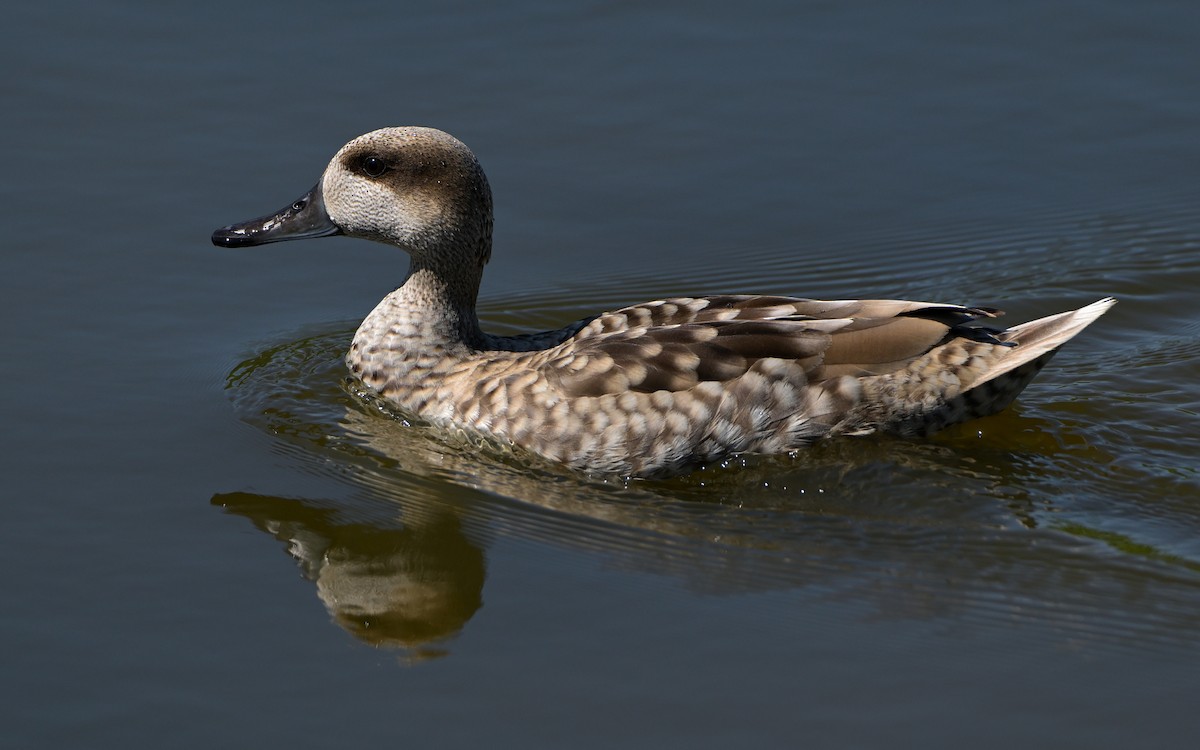 Marbled Duck - ML641970298