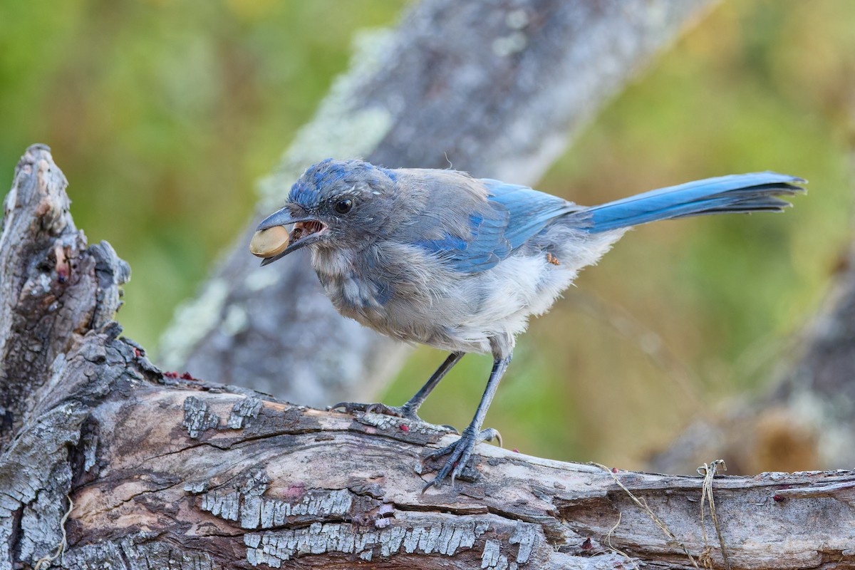 California Scrub-Jay - ML641970299