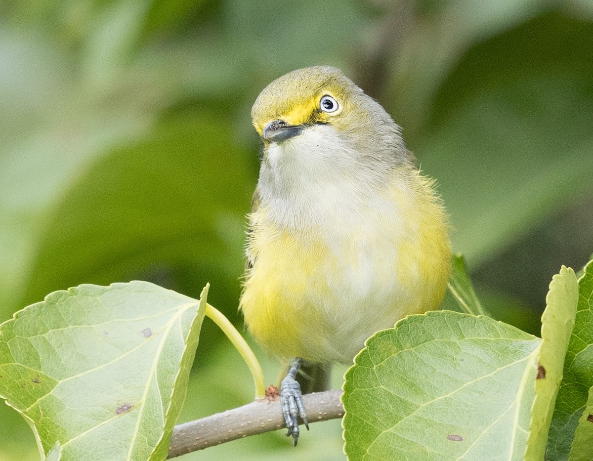 Weißaugenvireo - ML641970310