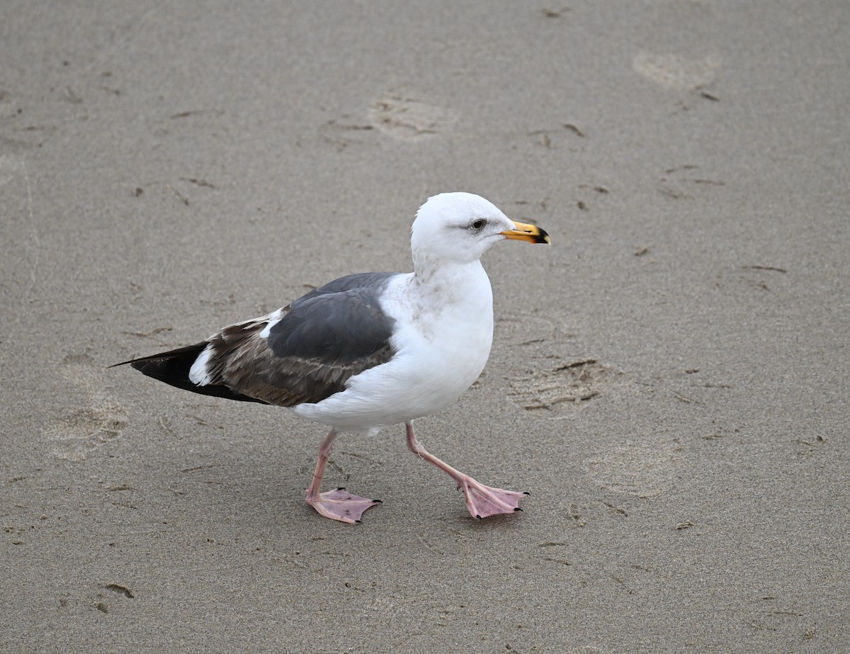 Western Gull - ML641970320