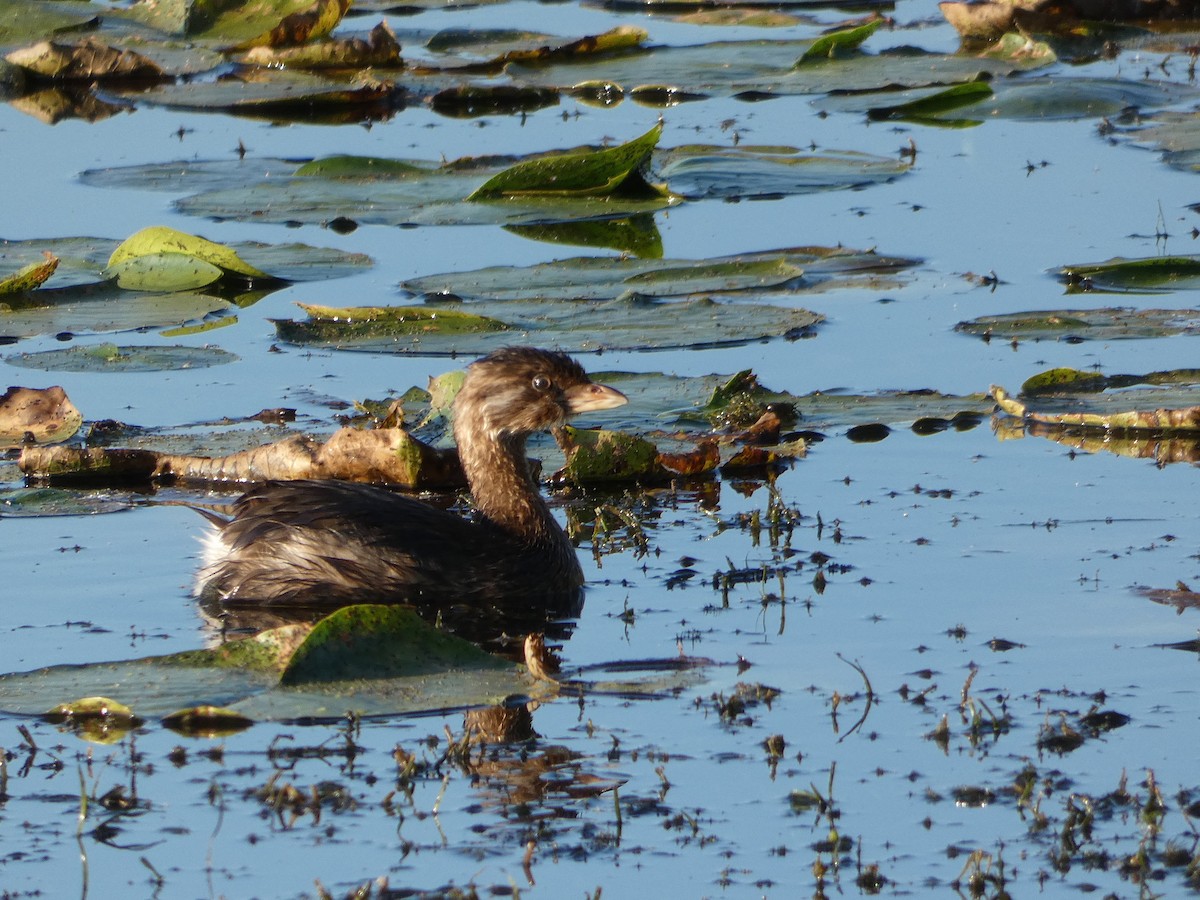 Pied-billed Grebe - ML641970322