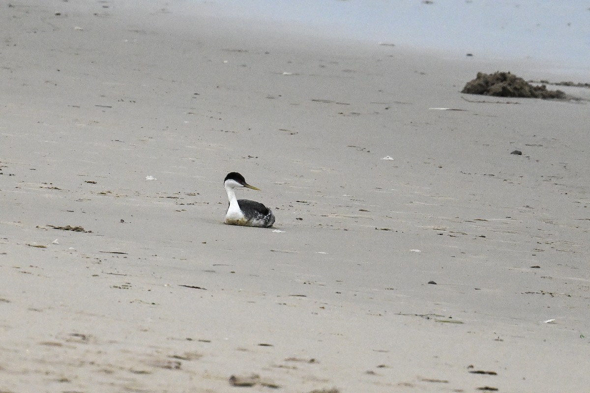 Western Grebe - ML641970323