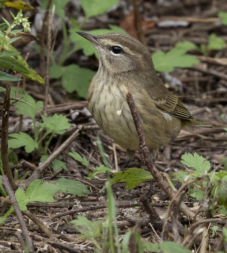 Palm Warbler - ML641970328