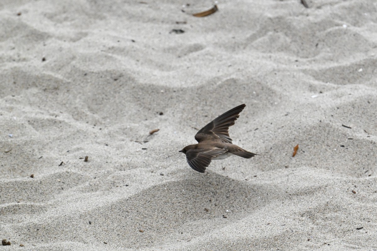 Northern Rough-winged Swallow - ML641970338
