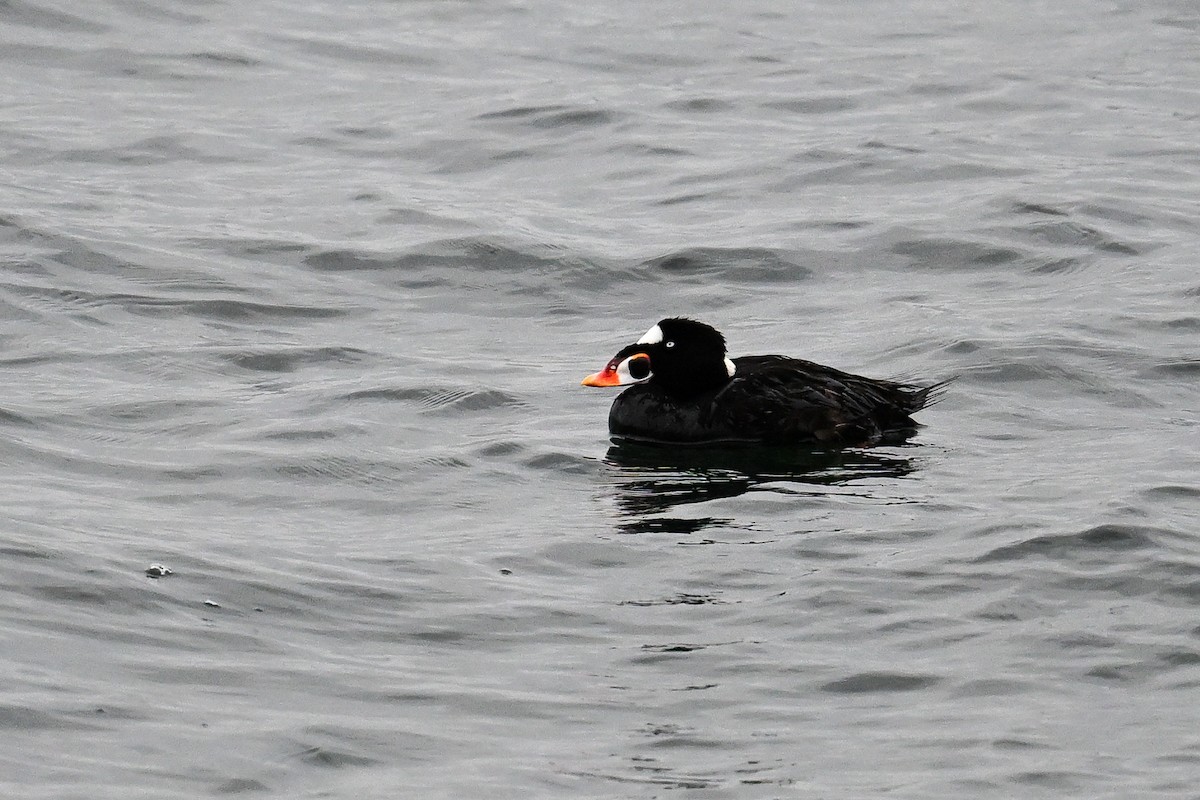 Surf Scoter - ML641970341
