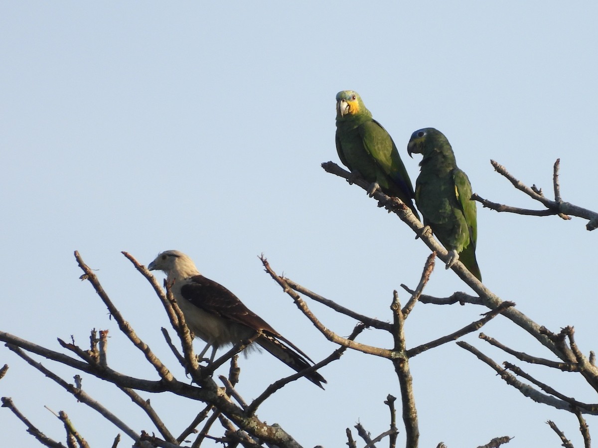 Orange-winged Amazon - ML641970342