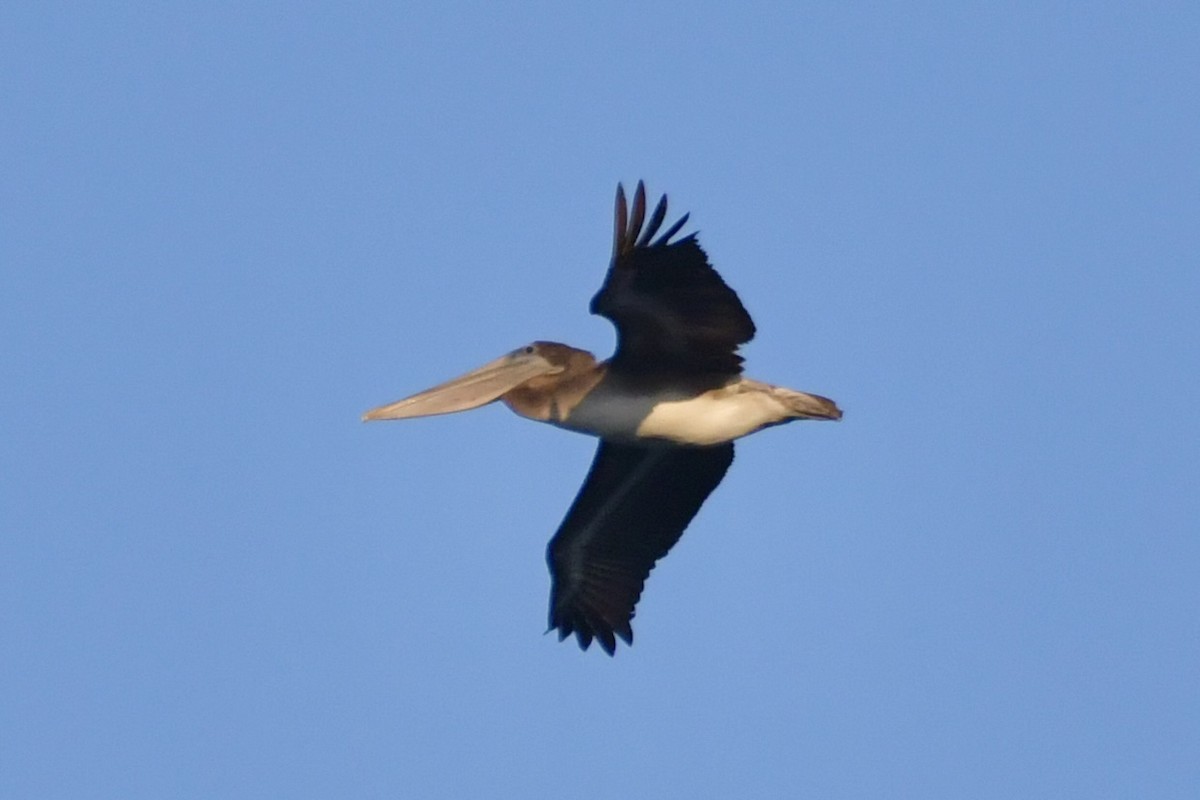 Brown Pelican - ML641970352