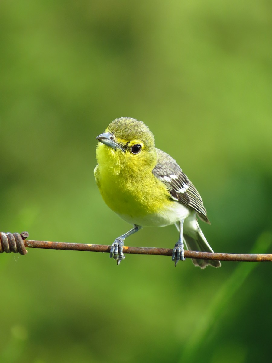 Yellow-throated Vireo - ML641970356