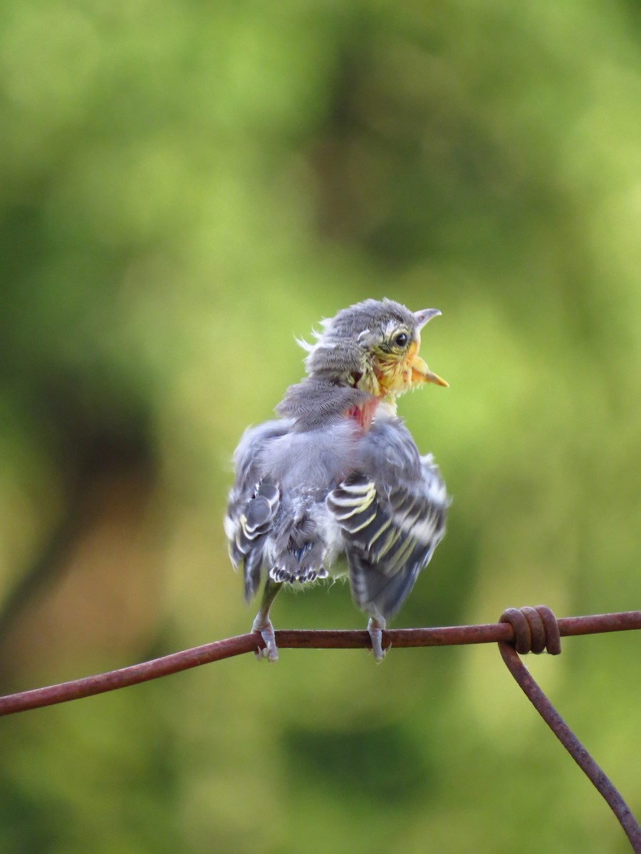 Yellow-throated Vireo - ML641970369