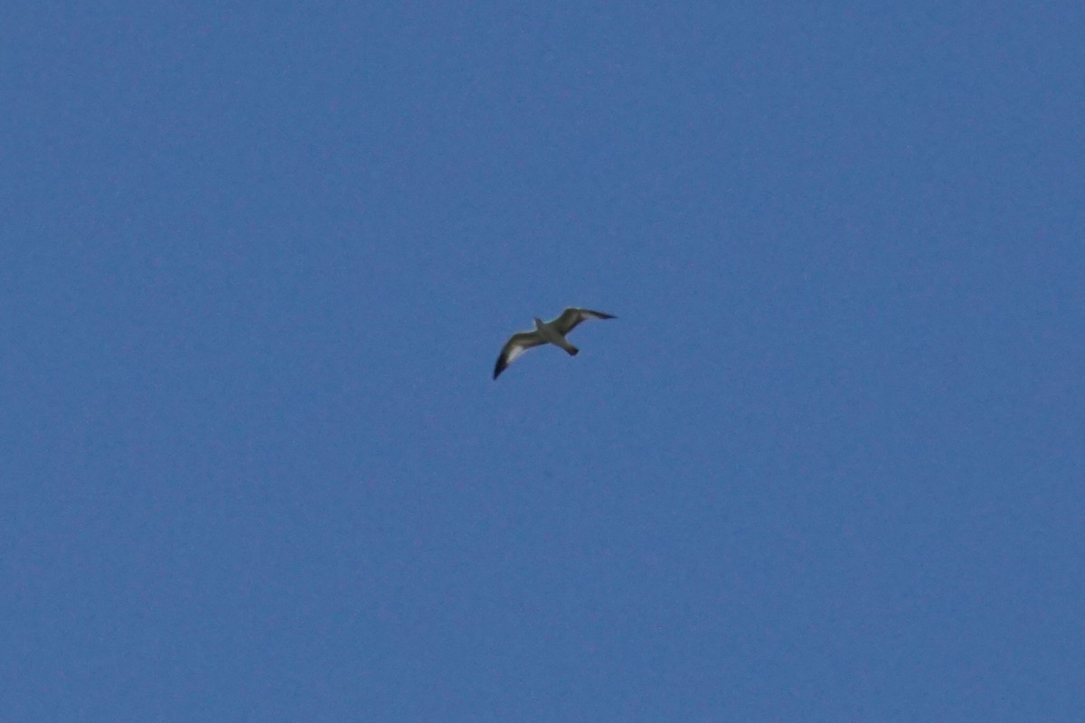 goéland ou mouette sp. - ML641970389