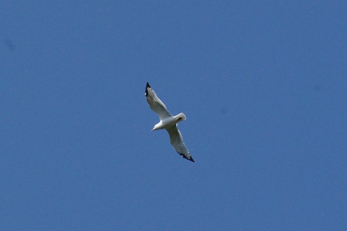 goéland ou mouette sp. - ML641970393