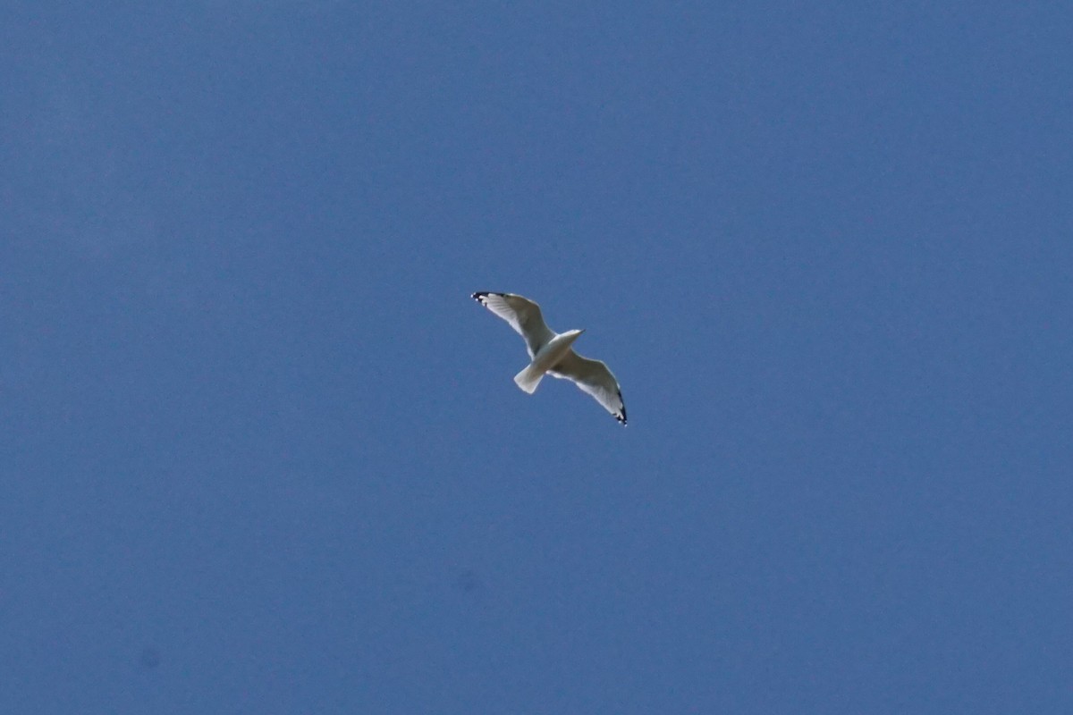 goéland ou mouette sp. - ML641970396