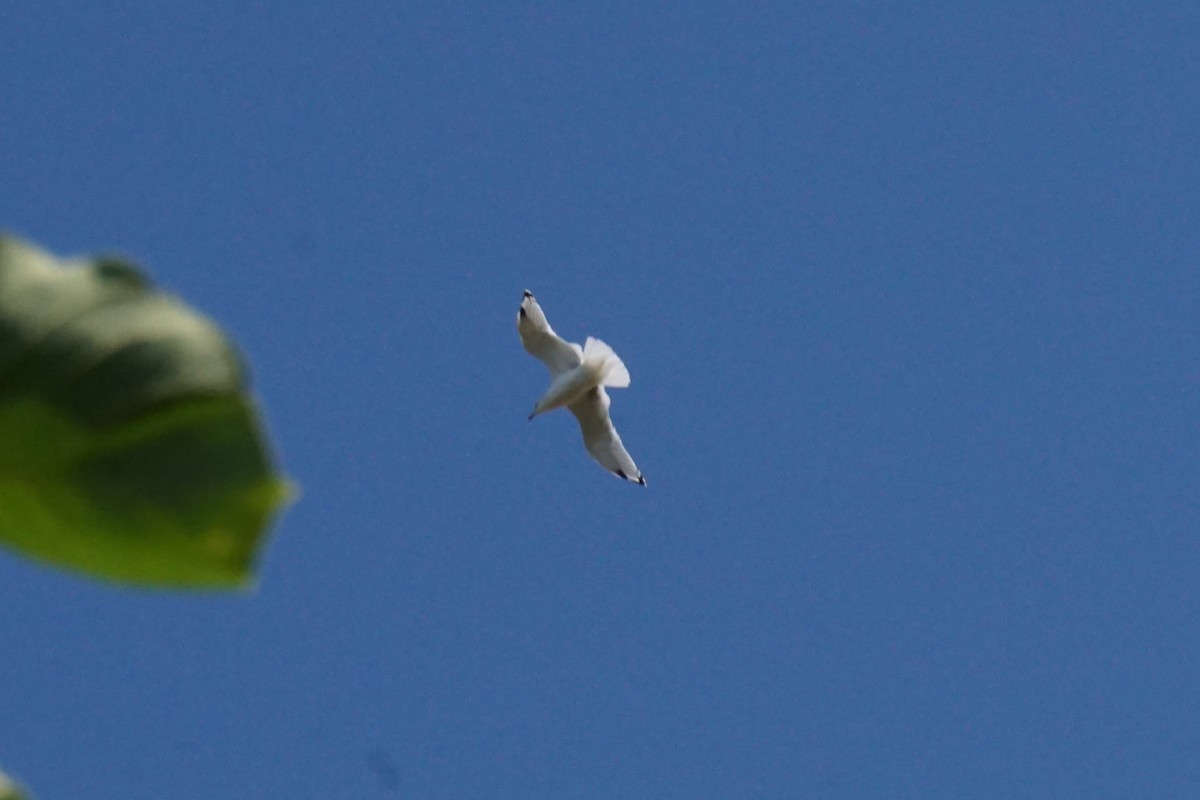 goéland ou mouette sp. - ML641970398