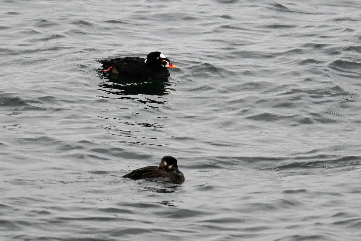 Surf Scoter - ML641970400