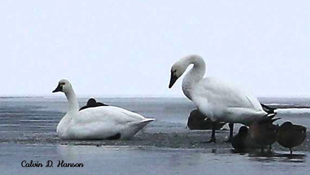 Cigno minore - ML641970404