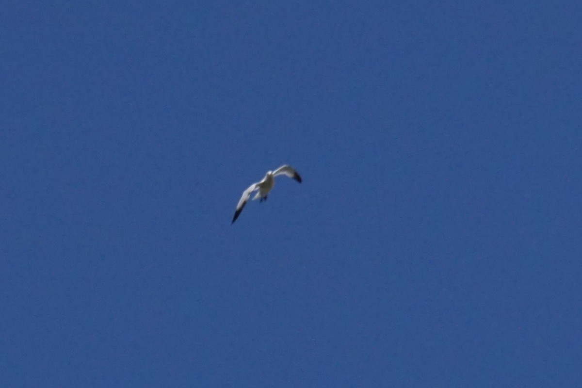 goéland ou mouette sp. - ML641970411