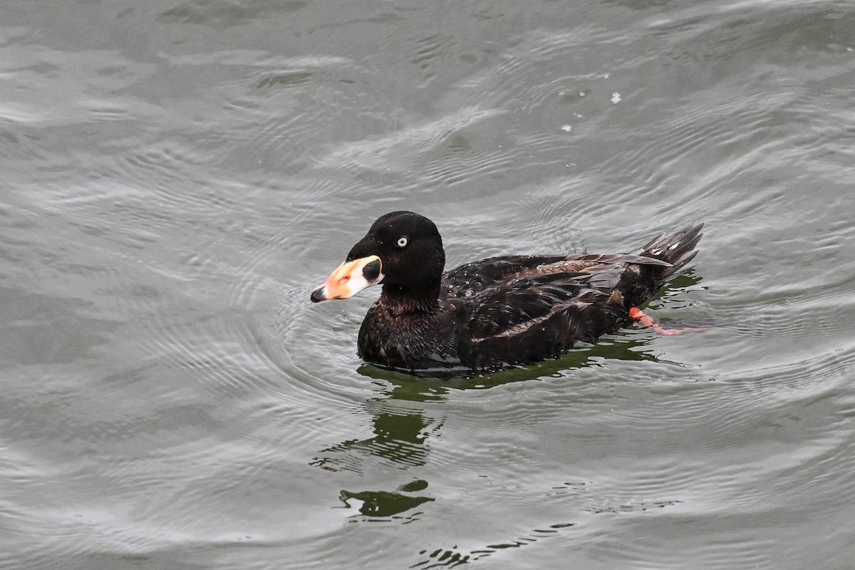 Surf Scoter - ML641970412