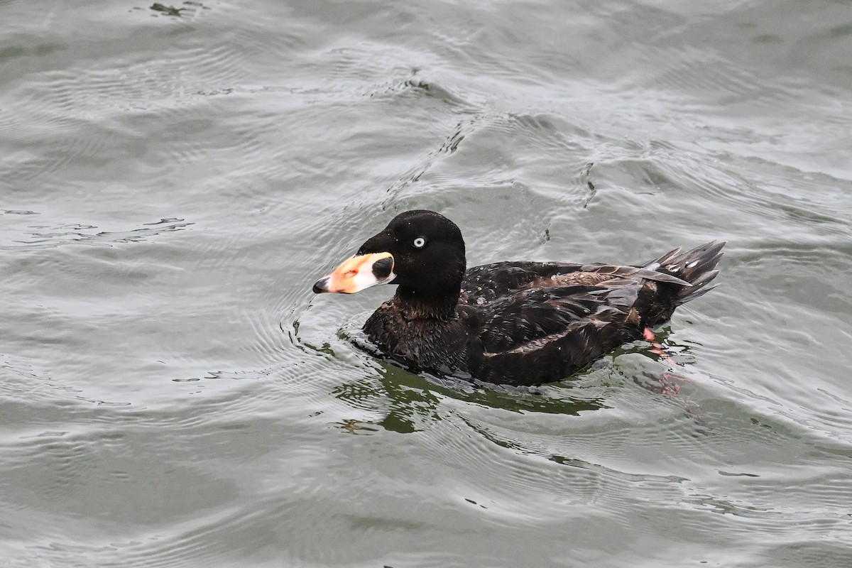 Surf Scoter - ML641970413