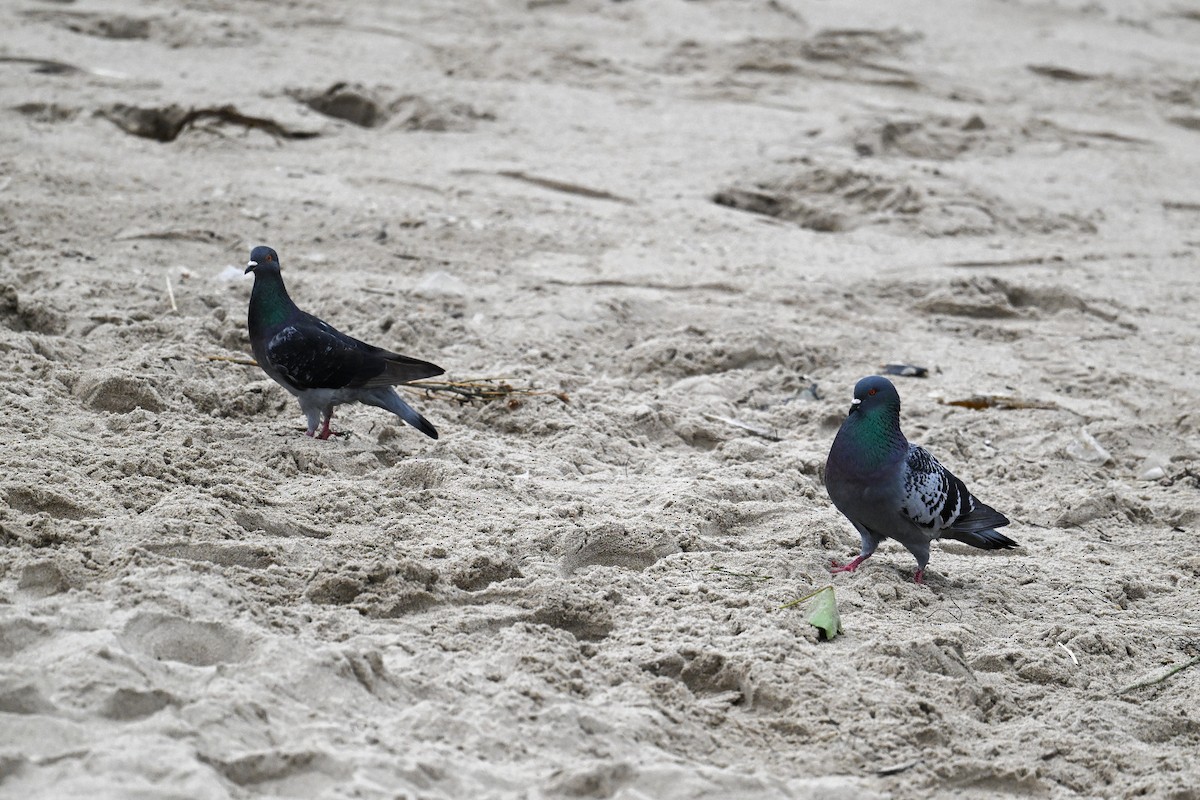 Rock Pigeon (Feral Pigeon) - ML641970415