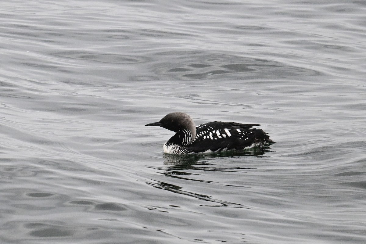 Pacific Loon - ML641970427