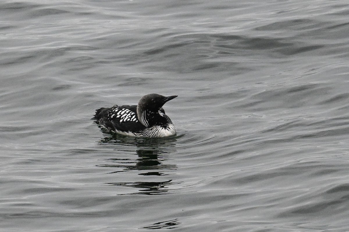 Pacific Loon - ML641970431