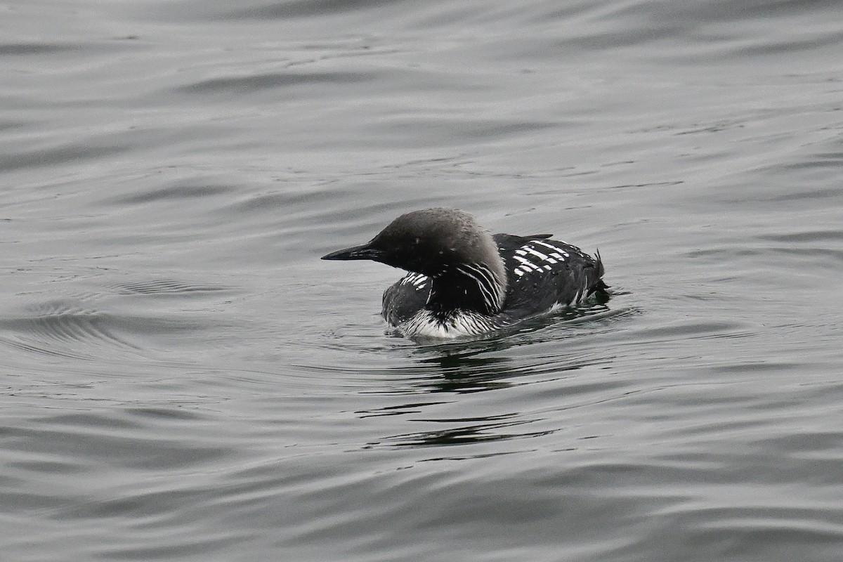 Pacific Loon - ML641970433