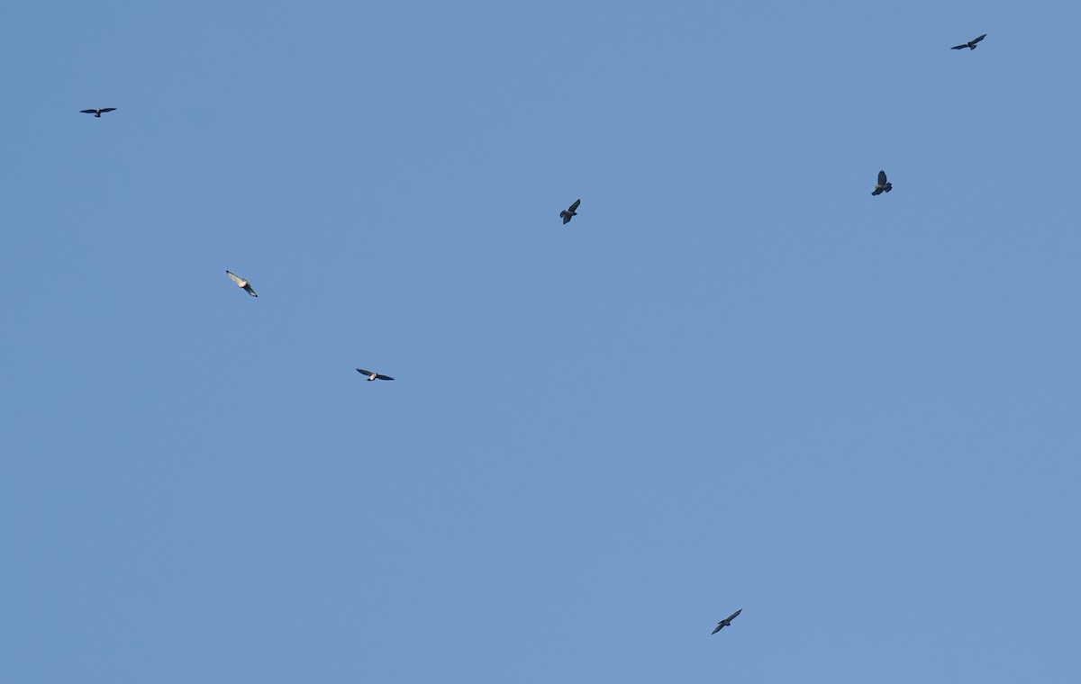 Broad-winged Hawk - ML641970434