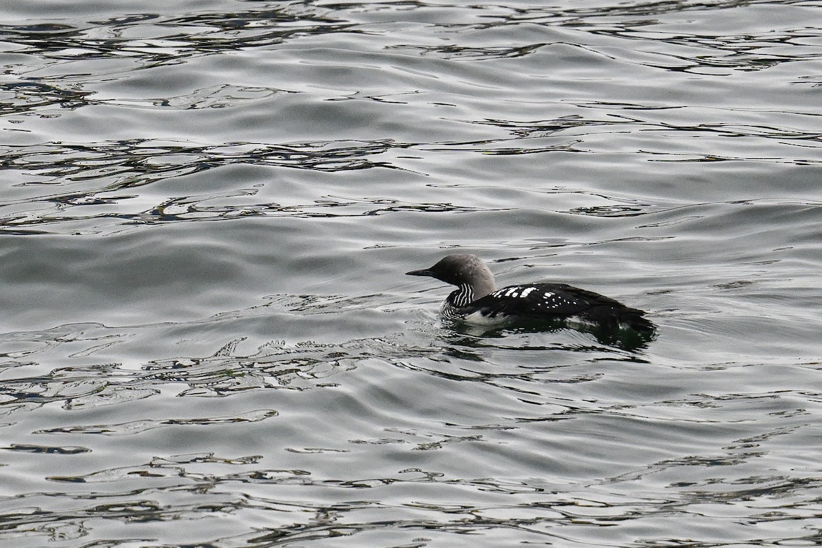Pacific Loon - ML641970436