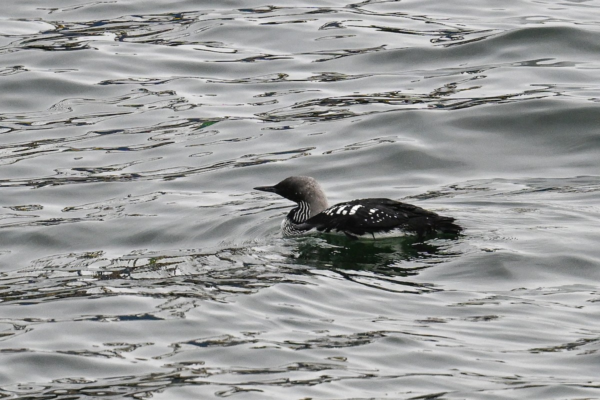 Pacific Loon - ML641970439