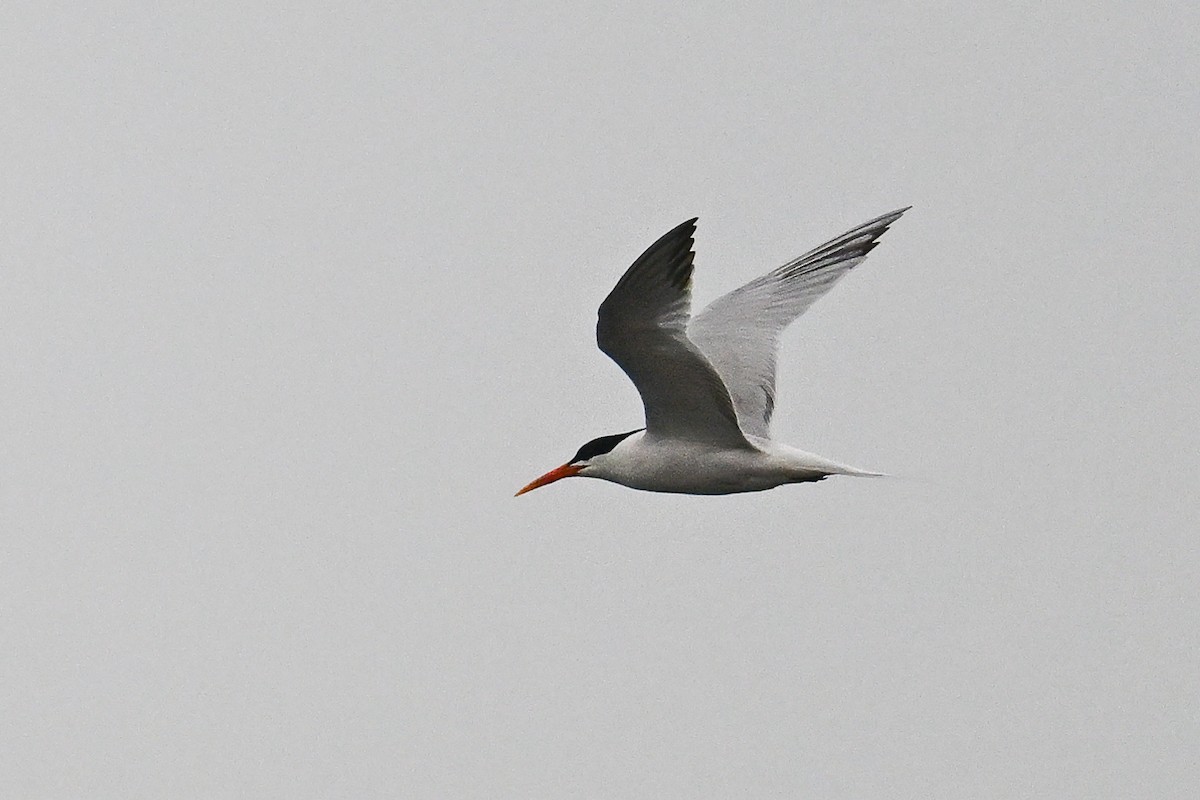 Elegant Tern - ML641970449