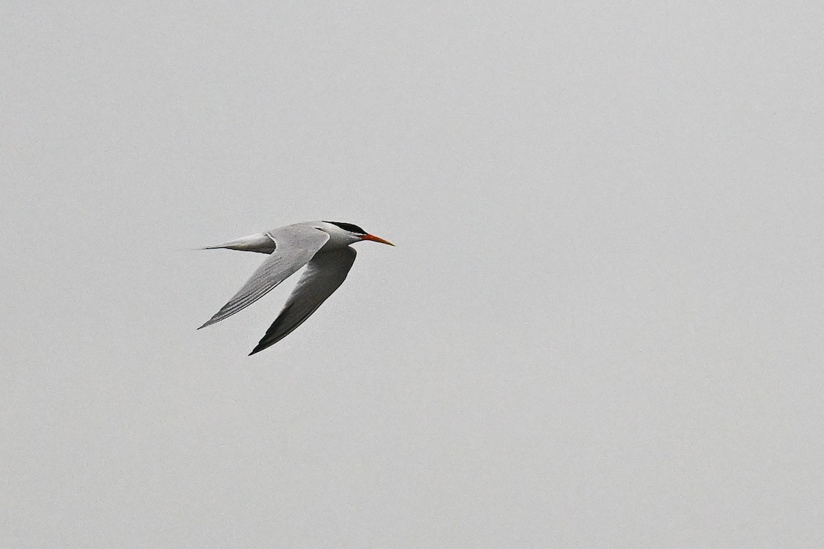 Elegant Tern - ML641970451