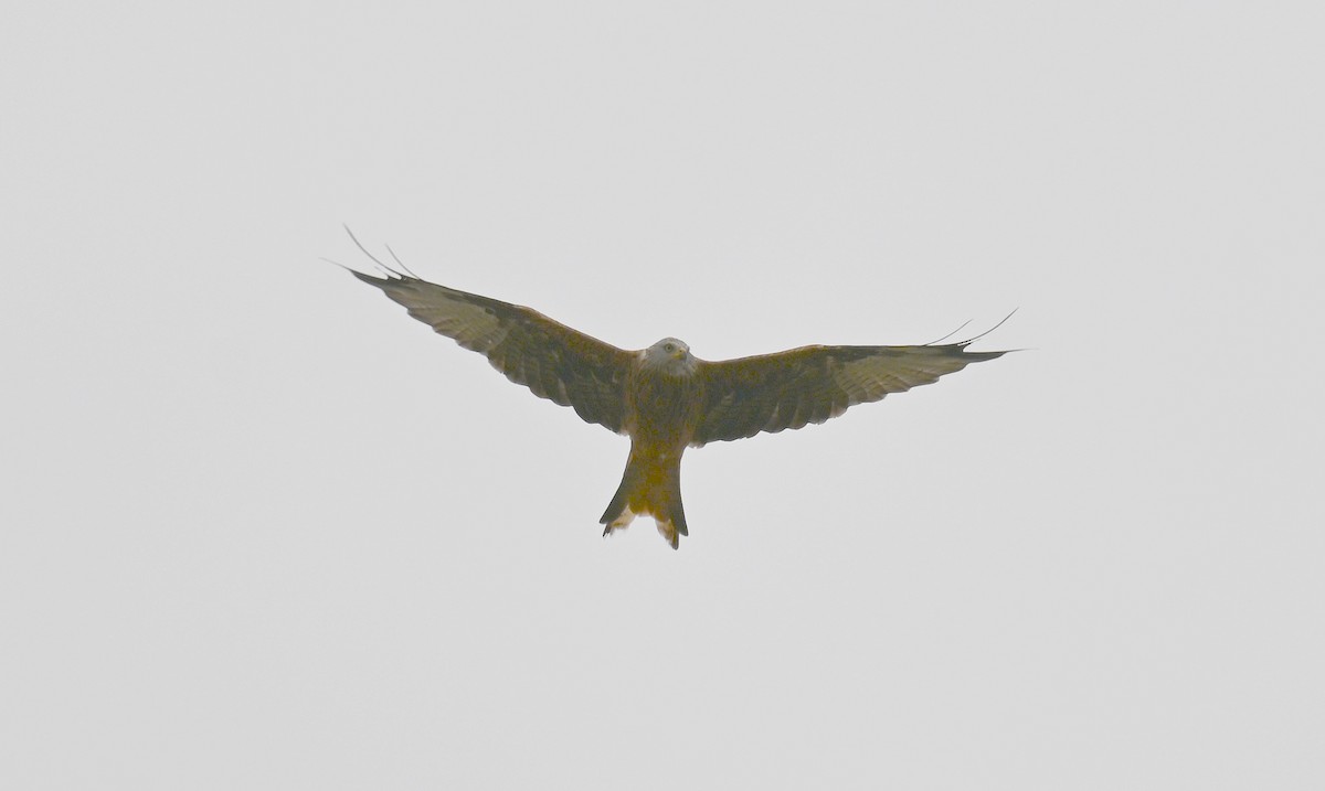 Red Kite - ML641970476