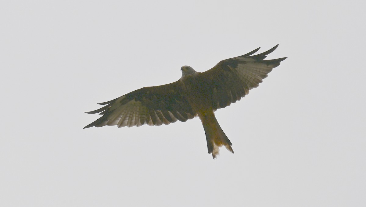 Red Kite - ML641970477