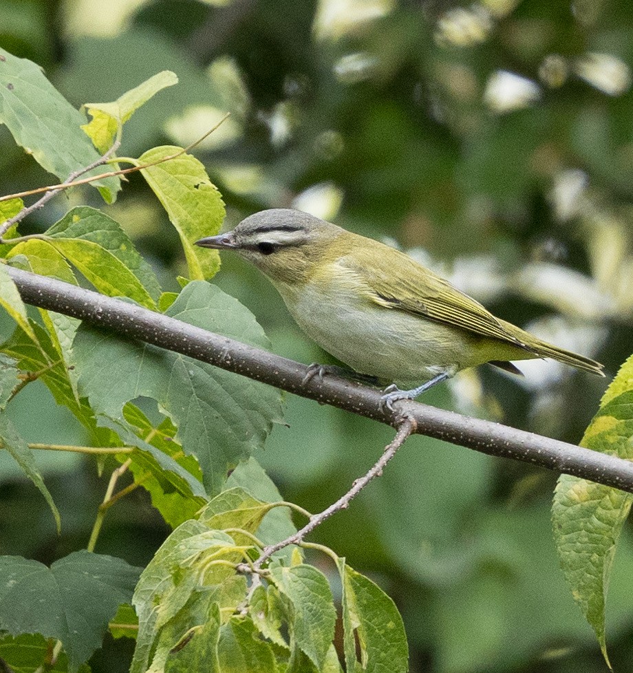 Red-eyed Vireo - ML641970481