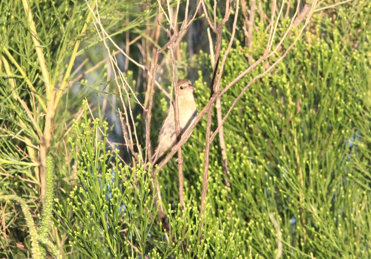 Lazuli Bunting - ML641970489