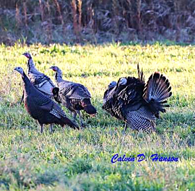 Wild Turkey - ML641970493