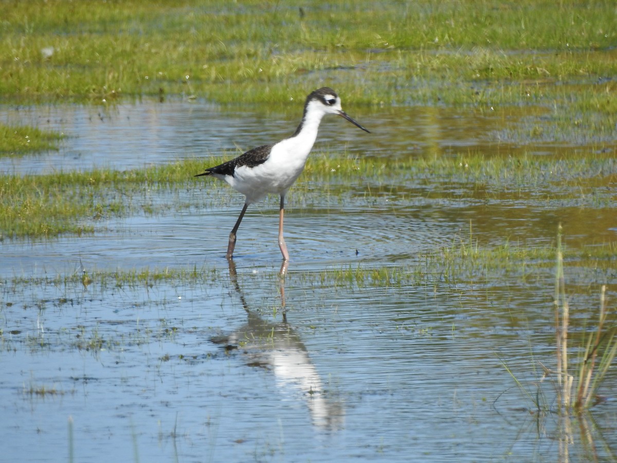Black-necked Stilt - ML641970500