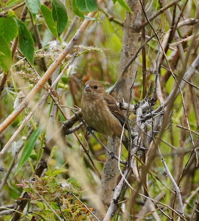 Indigo Bunting - ML641970503