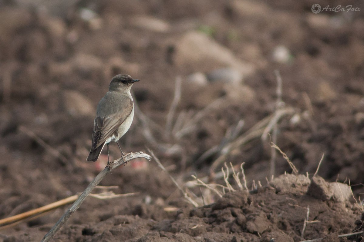 Dormilon bistré (mentalis) - ML64197051