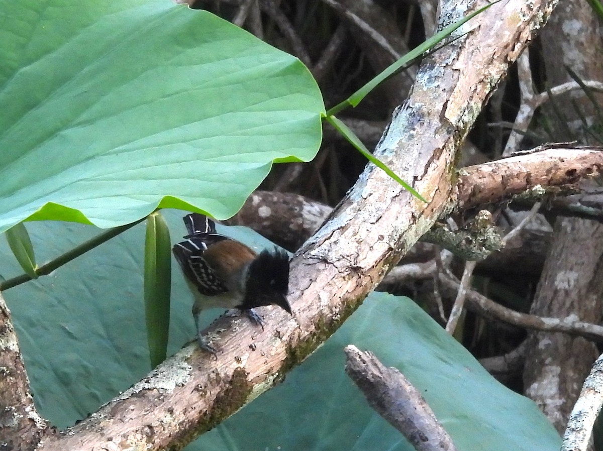 Black-crested Antshrike - ML641970525