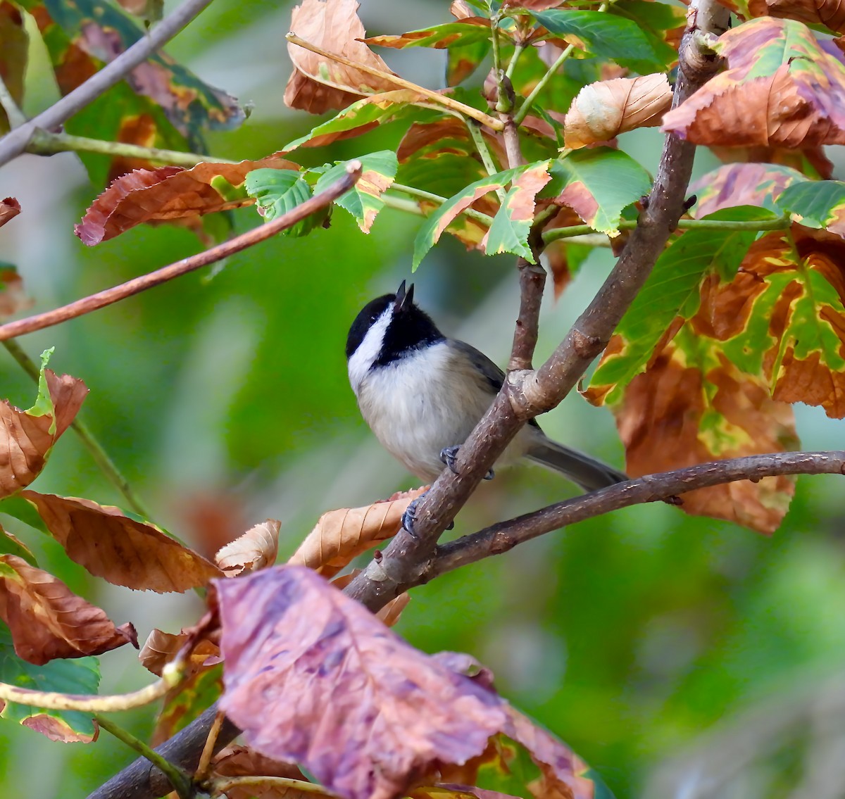 Carolina Chickadee - ML641970536