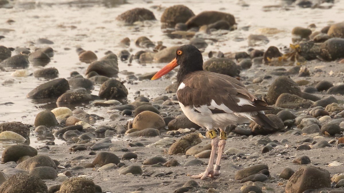 American Oystercatcher - ML641970552