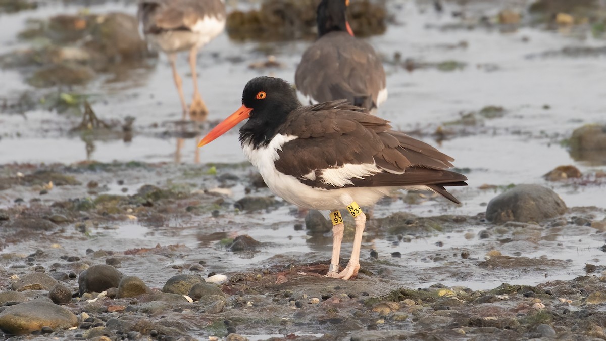 American Oystercatcher - ML641970553