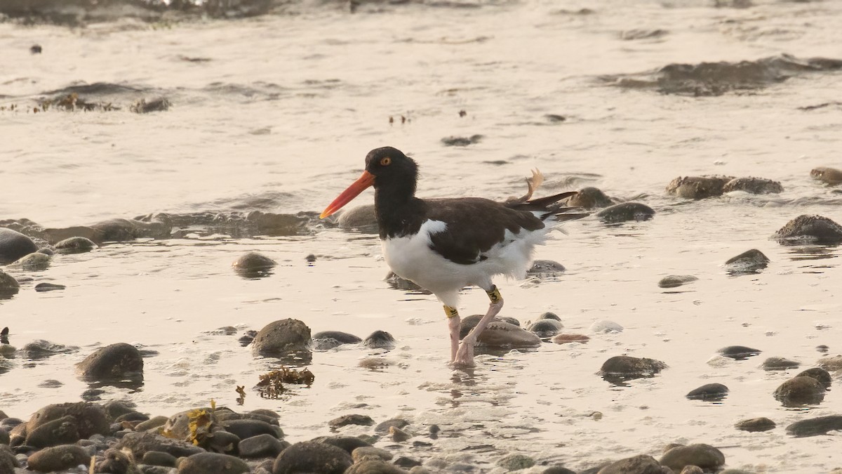 American Oystercatcher - ML641970554