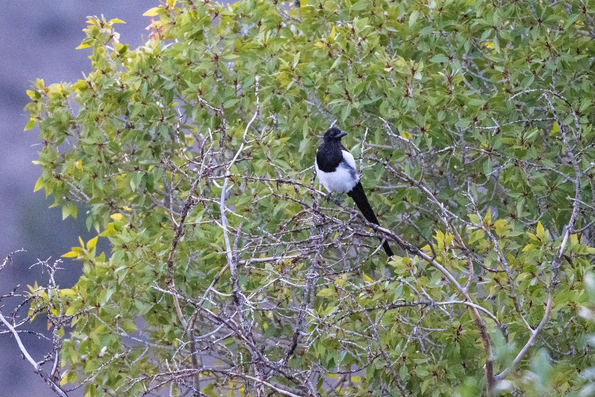 Black-billed Magpie - ML641970564