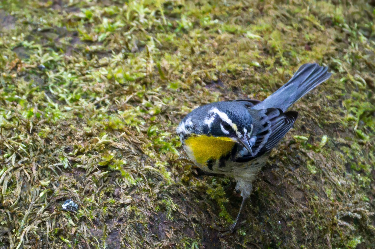 Yellow-throated Warbler - ML641970568