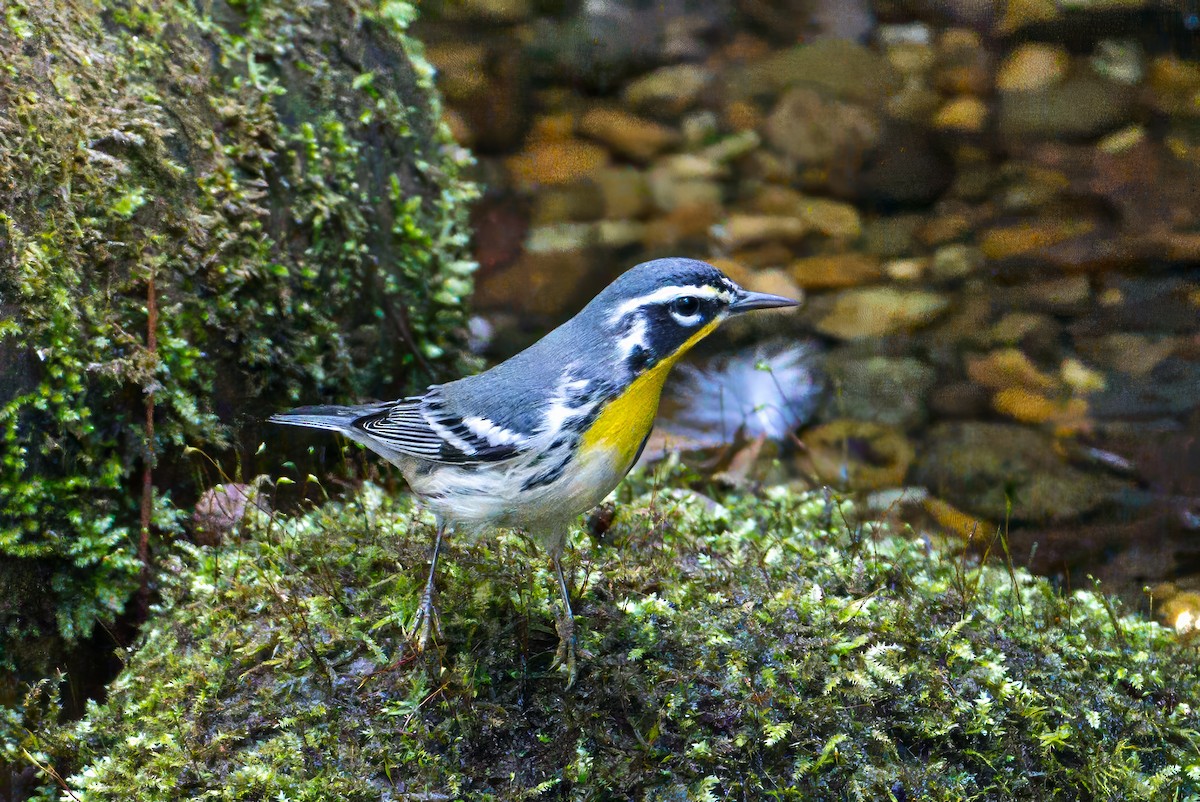 Yellow-throated Warbler - ML641970569