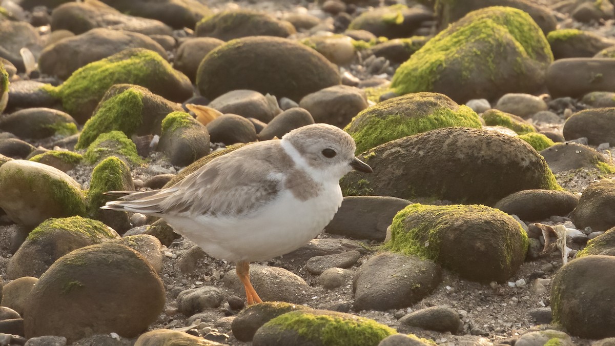Piping Plover - ML641970572