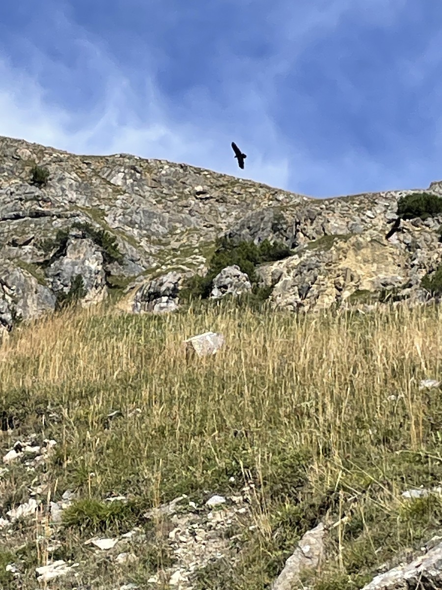Bearded Vulture - ML641970617