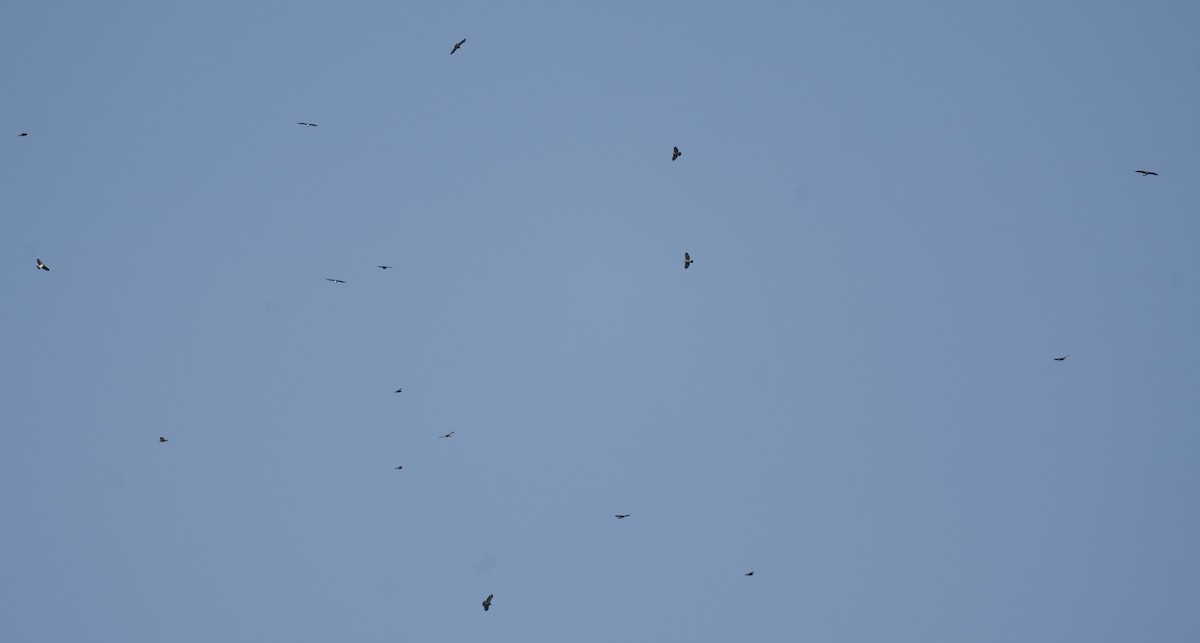 Broad-winged Hawk - ML641970626